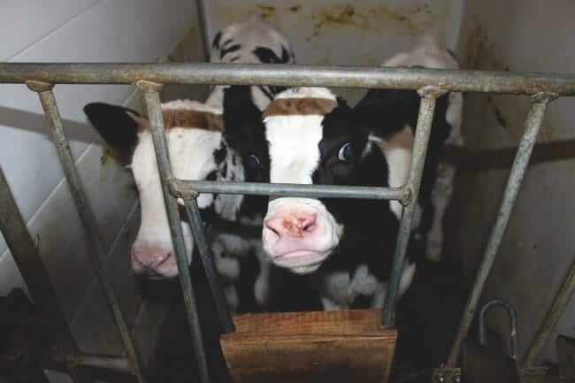 Cows trapped in a cage