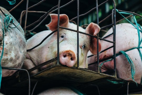 Sad Pig in a Cage